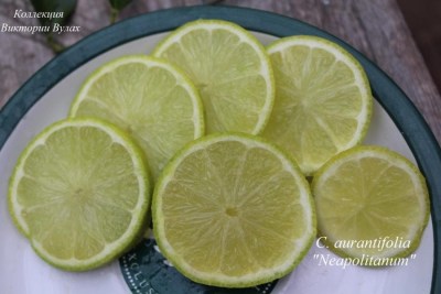 _aurantifolia Neapolitanum1 - 